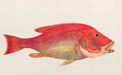 Eekan Bambangan, de dessins de poissons de Malacca, c.1805-18